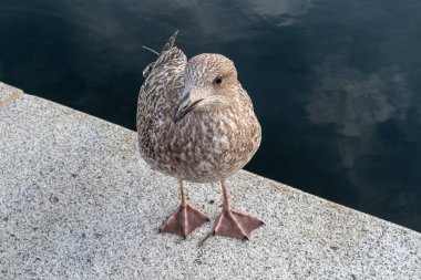 Büyük kahverengi benekli martı kuşu Oslo, Norveç 'te su kenarında betona yakın çekim yapıyor.