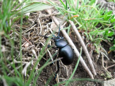 Yeşil çimenlikte uzun bıyıklı siyah böcek makro yakın plan, doğa mikro dünya hayvanları