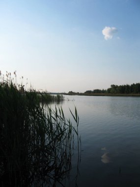 Yaz akşamları nehir kıyısında sakin doğa eğlencesi. Mavi gökyüzü ve kamış silueti ile dikey su manzarası