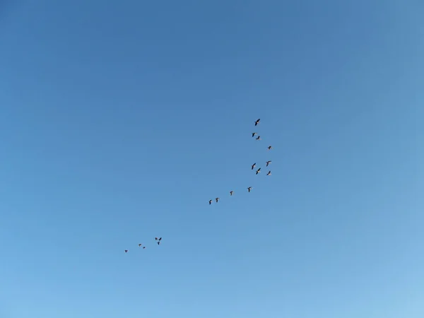 Group of sea birds flying in v-shape in clear blue sky