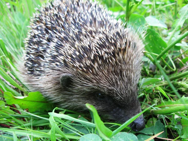 Hedgehog Lindo Salvaje Primer Plano Hierba Verde — Foto de Stock