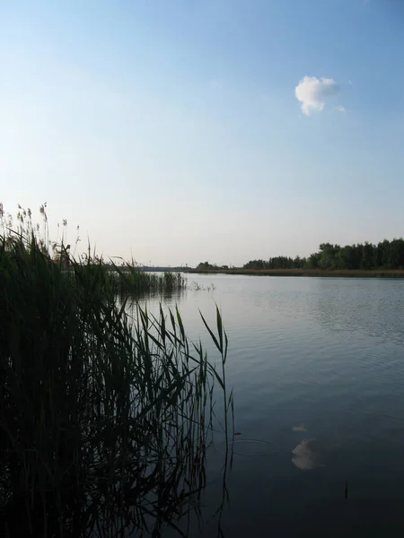 Ruhige Erholung Der Natur Sommerabend Der Flussküste Vertikale Wasserlandschaft Mit — Stockfoto