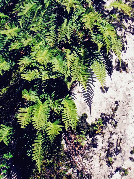 Fern Zielone Liście Szary Kamień Ściana Zbliżenie Natura Tapety Kontraście — Zdjęcie stockowe