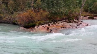 Norveç 'in sonbaharında akan buzul zümrüt nehri. Kayalık beyaz su rengarenk parlak kırmızı ve yeşil bitkiler nehir kenarında dağlarda yürüyüş yapıyor.