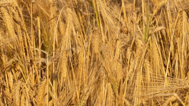 Güneşli altın rengi günbatımı buğday kamışları yakın planda. Sarı arpa desenli arka plan. Tarım yaz mevsiminde ekinlerde toplanır