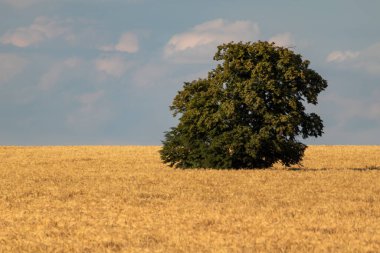Gün batımında mavi gökyüzünde bulutları olan büyük yeşil tek ağaçlı altın buğday tarlası. Tarım ekinleri yaz zamanı manzarası