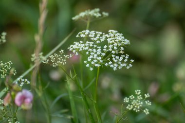 Beyaz Pimpinella Saxifraga 'nın Macro' su ya da bulanık arka planlı burnet-saksafon çiçeği bitkisi. Doğal yabani çimenler. Yakın plan.