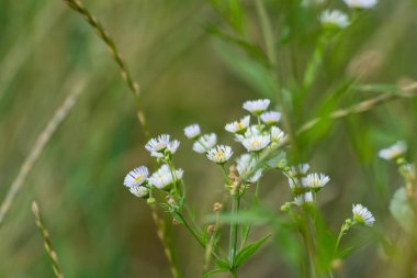Çevredeki yeşil, sarı ve mor çiçeklerdeki doğal çiçek tarlalarındaki çiçekler gibi tatlı, küçük, vahşi papatyalar. Erigeron strigosus