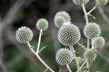 Devedikeni şeklinde yeşil çiçek makrosu. Echinops ritro yeşil çizgili arka planda yabani dikenli çimenler