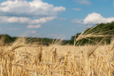 Güneşli buğday tarlası hasadı mavi gökyüzünde güzel bulutlar ve bulanık yeşil ağaçlar. Tarım yaz mevsiminde ekinlerde toplanır