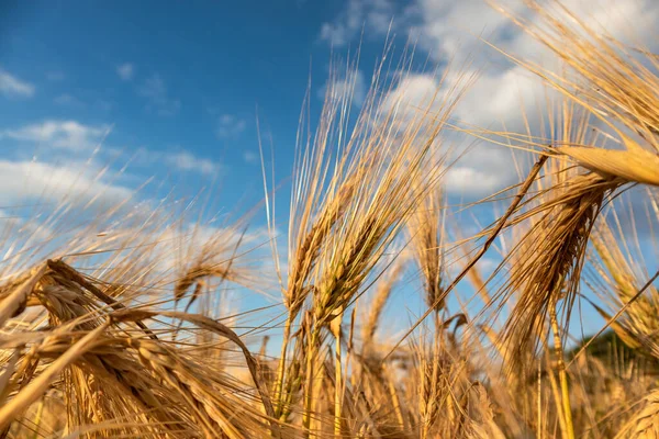 Cannucce Grano Dorato Soleggiate Cielo Azzurro Nuvoloso Epico Primo Piano — Foto Stock