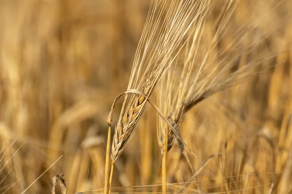 Sunny Palha Trigo Ouro Haste Close Com Fundo Campo Desfocado — Fotografia de Stock