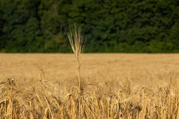 艳丽的金黄色小麦茎特写与模糊的绿色森林背景 农作物中的农业农场夏季宏观 — 图库照片