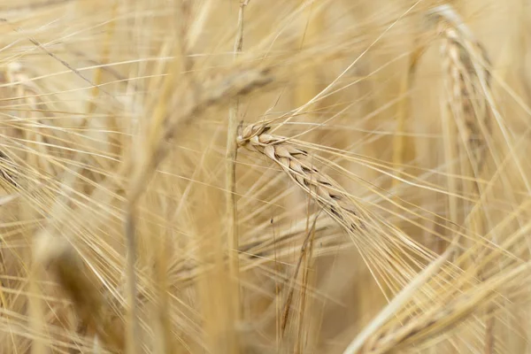 Sunny Palha Trigo Ouro Haste Close Com Fundo Campo Desfocado — Fotografia de Stock