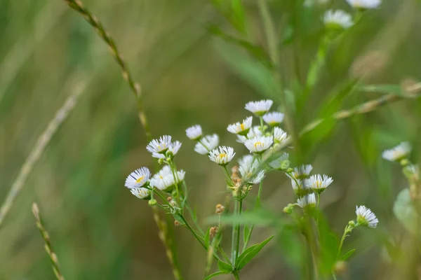 Dulce Pequeña Margarita Silvestre Blanca Como Flores Campo Flores Naturales — Foto de Stock