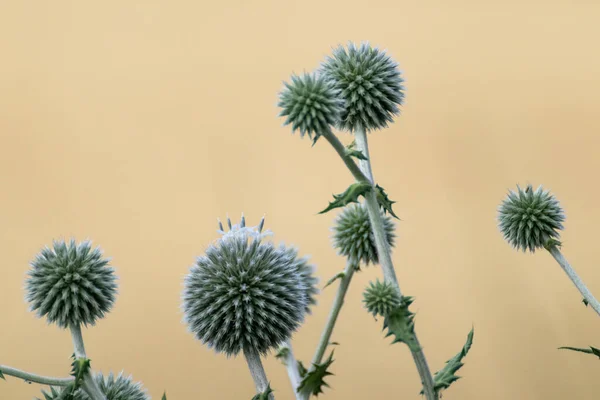 Globo Cardo Forma Bola Flores Verdes Macro Echinops Ritro Hierba —  Fotos de Stock