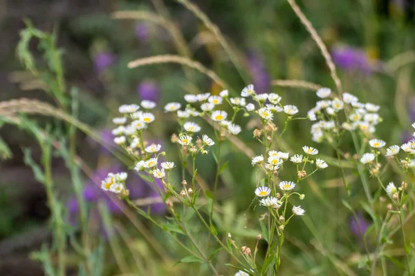 Dulce Pequeña Margarita Silvestre Blanca Como Flores Campo Flores Naturales — Foto de Stock