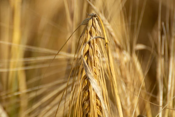 阳光充足的金黄色小麦籽粒茎特写 背景模糊 夏季农作物中的农业集大业 — 图库照片