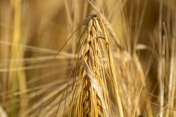 Grãos Pão Trigo Dourado Ensolarado Caem Perto Com Fundo Campo — Fotografia de Stock