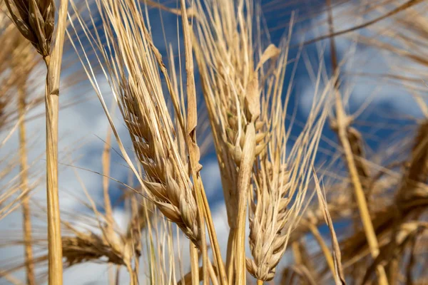 阳光金黄麦秆在史诗般的乌云蓝天宏上 夏季作物中的农业收获 — 图库照片