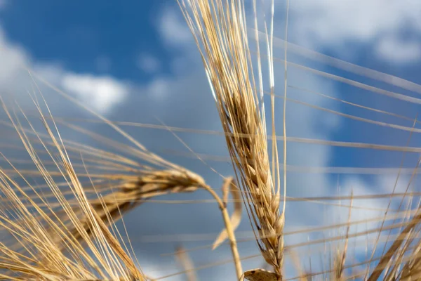 阳光金黄的麦穗在史诗般的乌云蓝天的特写下 夏季作物中的农业收获 — 图库照片