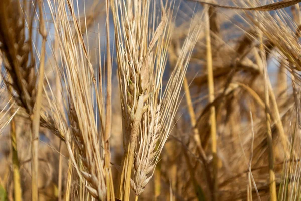 艳丽的金黄色小麦种子秸秆特写 背景模糊 夏季农作物中的农业集大业 — 图库照片