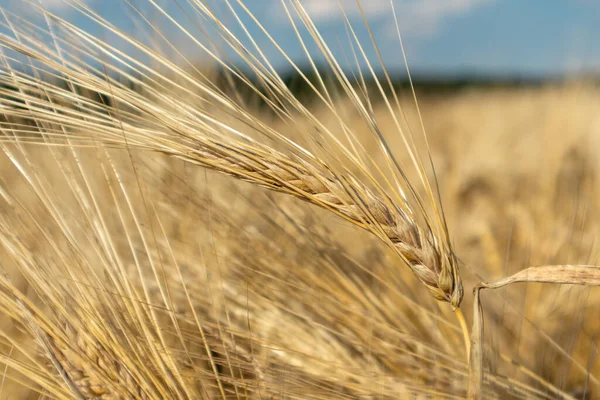 Sunny Palha Trigo Ouro Haste Close Com Fundo Campo Desfocado — Fotografia de Stock