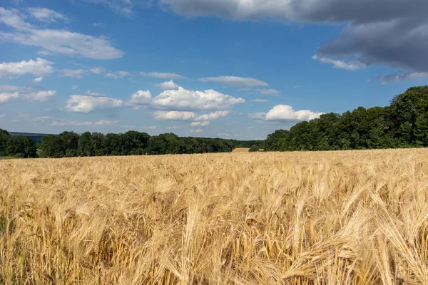 金色的麦田长满了乌云 蓝蓝的天空 远远地长满了绿树 农业作物夏季 — 图库照片