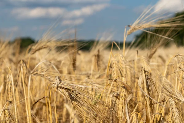 Солнечное Пшеничное Поле Собирает Семена Облаками Голубом Небе Размытыми Зелеными — стоковое фото