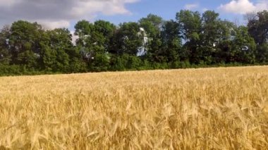 Altın buğday tarlası hasat panoramik hareket canlı mavi gökyüzünde bulutlar ve uzakta yeşil ağaçlar. Tarım ekinleri yaz zamanı