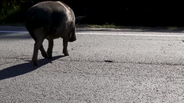 돼지가 아스팔트 있습니다 도로를 가까이 있습니다 차들이 기다리다가 마지막에는 운전을 — 비디오