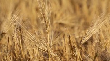 Güneşli altın buğday samanı yakın plan ve bulanık tarla arkaplanı. Tarım ekinlerde toplanıyor yaz makromuz rüzgârda sallanıyor