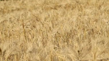 Güneşli altın buğday saman gövdesi yakın plan bulanık tarla arkaplanı. Tarım, yaz mevsiminde rüzgârda dalgalanan makro hasat topluyor.