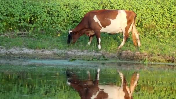 Koe Die Spiegelgroene Rivieroever Loopt Gras Eet Ecologische Landbouw — Stockvideo