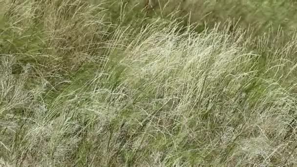 Estate Verde Chiaro Prato Selvatico Alta Erba Lunga Che Ondeggia — Video Stock