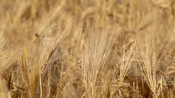 Zlaté Pšeničné Slámové Zrno Které Vlní Větru Rozmazaným Polem Zemědělství — Stock video