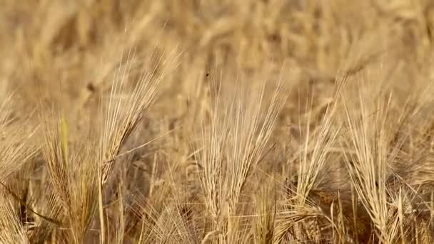 Oro Trigo Paja Grano Primer Plano Ondeando Viento Con Fondo — Vídeos de Stock