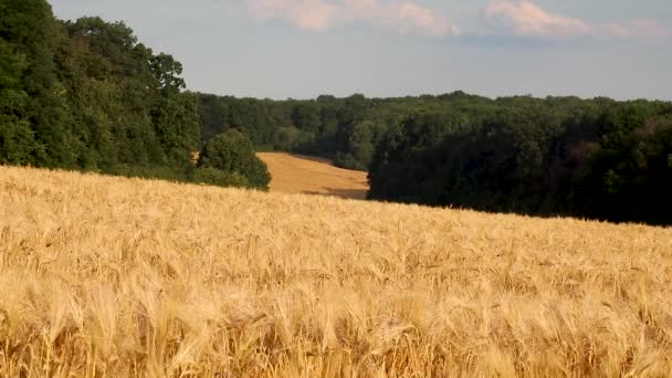 Sklizeň Zlaté Pšenice Mraky Modré Obloze Zelenými Stromy Dálce Zemědělství — Stock video