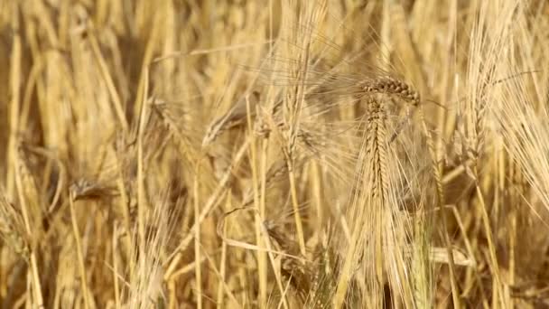 Солнечные Соломинки Пшеницы Крупным Планом Замедляют Ход Желтый Ячмень Машет — стоковое видео