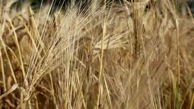 Güneşli altın buğday kamışları rüzgarda sallanıyor. Sarı arpa video arka planı. Yaz mevsiminde ekinlerde tarım