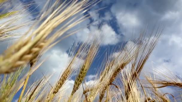 艳丽的金黄麦田在史诗般的乌云蓝天上摇曳着 迎风飘扬 夏季作物中的农业收获 — 图库视频影像
