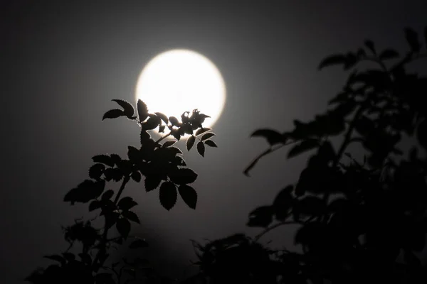 Cabang Pohon Dengan Daun Gelap Siluet Pada Lingkaran Bulan Besar — Stok Foto