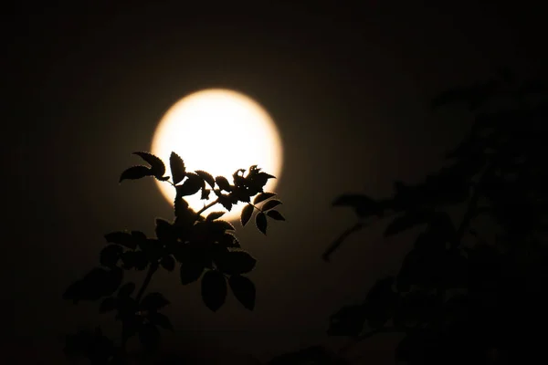 暖かい色で大きな月の円の背景に暗いシルエットの葉の木の枝 — ストック写真