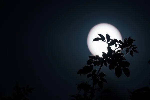 Rama Árbol Con Hojas Silueta Oscura Sobre Fondo Círculo Lunar — Foto de Stock