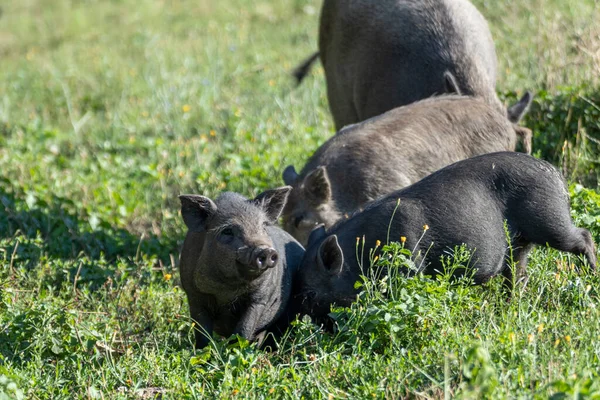 Pequeños Cochinillos Jugando Césped Verano Lechones Negros Alimentándose Campo Verde — Foto de Stock