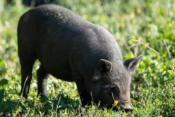 Little cute baby pig playing eating grass. Black piglet feeding in green sunny grass farm field