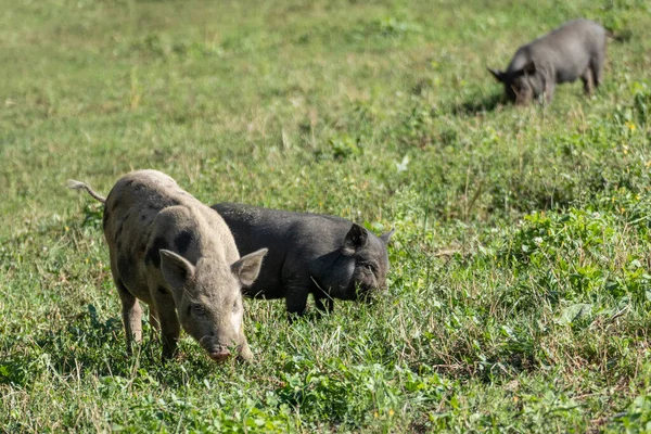 Pequeños Cerdos Bebés Lindos Alimentándose Campo Verano Divertidos Lechones Alimentándose — Foto de Stock