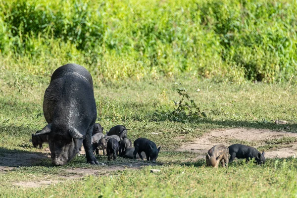 Cerdos Pequeños Con Cerda Madre Cerdo Lechones Negros Alimentándose Campo — Foto de Stock