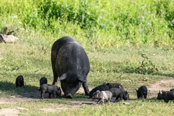 Lechones Negros Con Cerda Madre Cerdo Alimentación Verde Campo Hierba — Foto de Stock