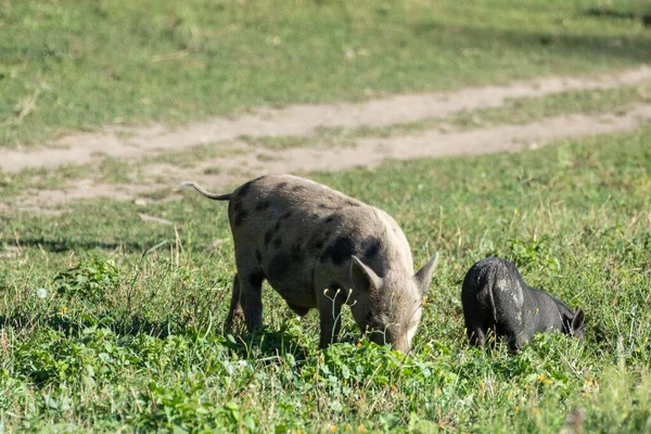 Pequeños Cerdos Bebés Lindos Alimentándose Dos Lechones Alimentándose Verde Campo — Foto de Stock